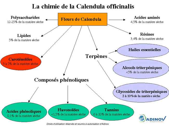 Analyse bibliographique plante calendula officinalis