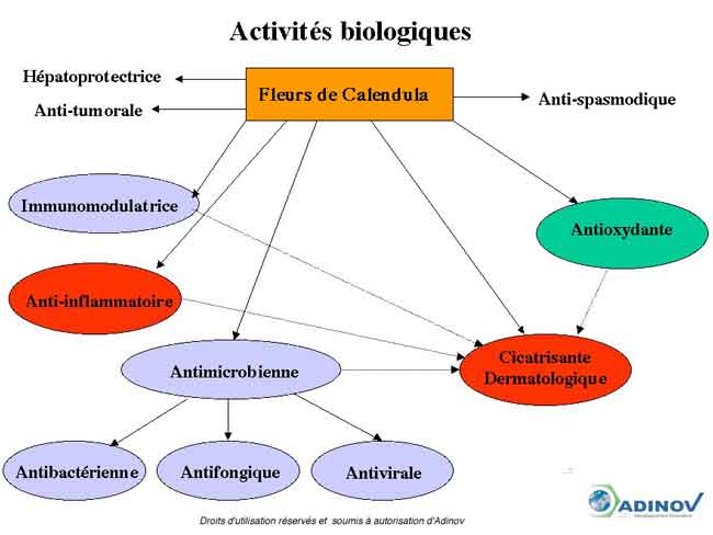 Analyse bibliographique proprietes plante calendula officinalis 1